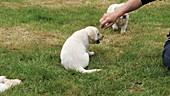 Person playing with labrador retrievers, slo-mo