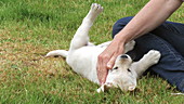 Labrador retriever being stroked, slo-mo