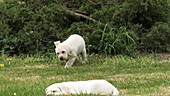 Labrador retrievers playing on grass, slo-mo