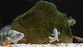 European perch in aquarium, slo-mo