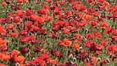 Poppies in a field, slo-mo