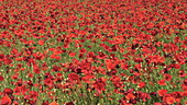 Poppies in a field, slo-mo