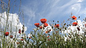 Poppies in a field, slo-mo