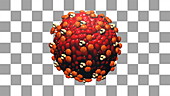 Measles virus particle, animation