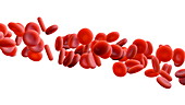 Red blood cells, animation