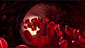 Red blood cells in a blood vessel, animation