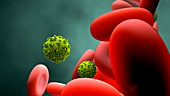 Virus particles and red blood cells, animation