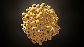 Lipid cells from fat tissue, animation