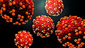 Measles virus particles, animation