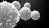 Lymphocytes, animation