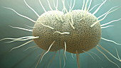 Gonorrhea bacteria, animation