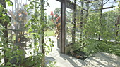 Woman tending plants in garden, slo mo