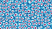 Microscope view of cells, animation