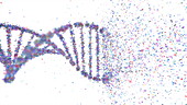 DNA molecule disintegrating