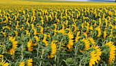 Sunflower field