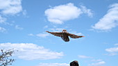 Tawny owl taking off, slo-mo