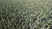 Wind in a wheat field, slo-mo