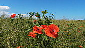 Flowering poppies