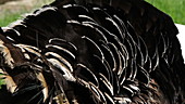 Male turkey tail feathers