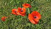 Poppies flowering