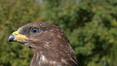 Honey buzzard