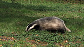 Badger running on grass