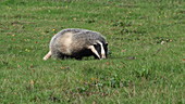 Badger running on grass