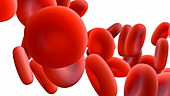 Red blood cells, animation