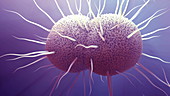 Gonorrhoea bacteria, animation