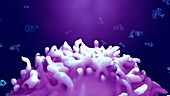 Antibodies attacking cancer cell, animation