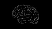 Human brain, animation