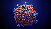 Coronavirus particle, animation