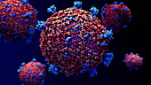 Coronavirus particles, animation