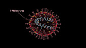 SARS-CoV-2 coronavirus structure