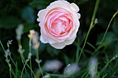 Pastellrosa Rosenblüte