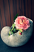Rosenblüte in Keramikschnecke