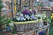 Frühlingskorb mit Hornveilchen, Milchstern und Netziris, dekoriert mit Birkenzweigen