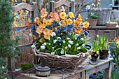 Spring basket with primrose 'Goldnugget Apricot', lungwort 'Trevi Fountain' and grape hyacinth 'White Magic'