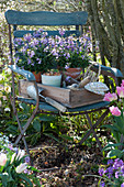 Holzkiste mit Utensilien zum pflanzen und Goldlack Poem 'Lavender' in Töpfen auf Stuhl im Garten