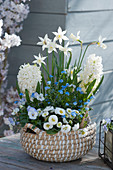 Blue and white combination in the basket: daffodils, hyacinths, thousand beautiful, forget-me-nots and horned violets