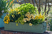 Wooden box with primroses 'Gold Nugget', 'Goldie', cowslip, gold lacquer 'Winter Light', Euphorbia 'Athene', dwarf calamus 'Ogon' and purple bells 'Lime Marmalade'