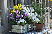 Candytuft 'Snowball', gold lacquer Poem 'Lavender' 'Improved Winter Power' and horny violets in a tin box, rosemary and grape hyacinth in clay pots