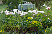 Lilienblütige Tulpen 'Marylin' und Wolfsmilch mit Beeteinfassung aus Eisen