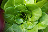 A green lettuce