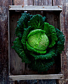A savoy cabbage in a crate