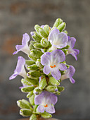 Blooming lavender (close-up)