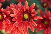 Red chrysanthemum