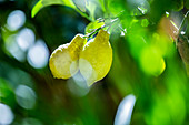 Two lemons on a branch