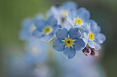 Forget-me-not flowers