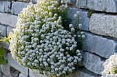 Candytuft in dry stone wall
